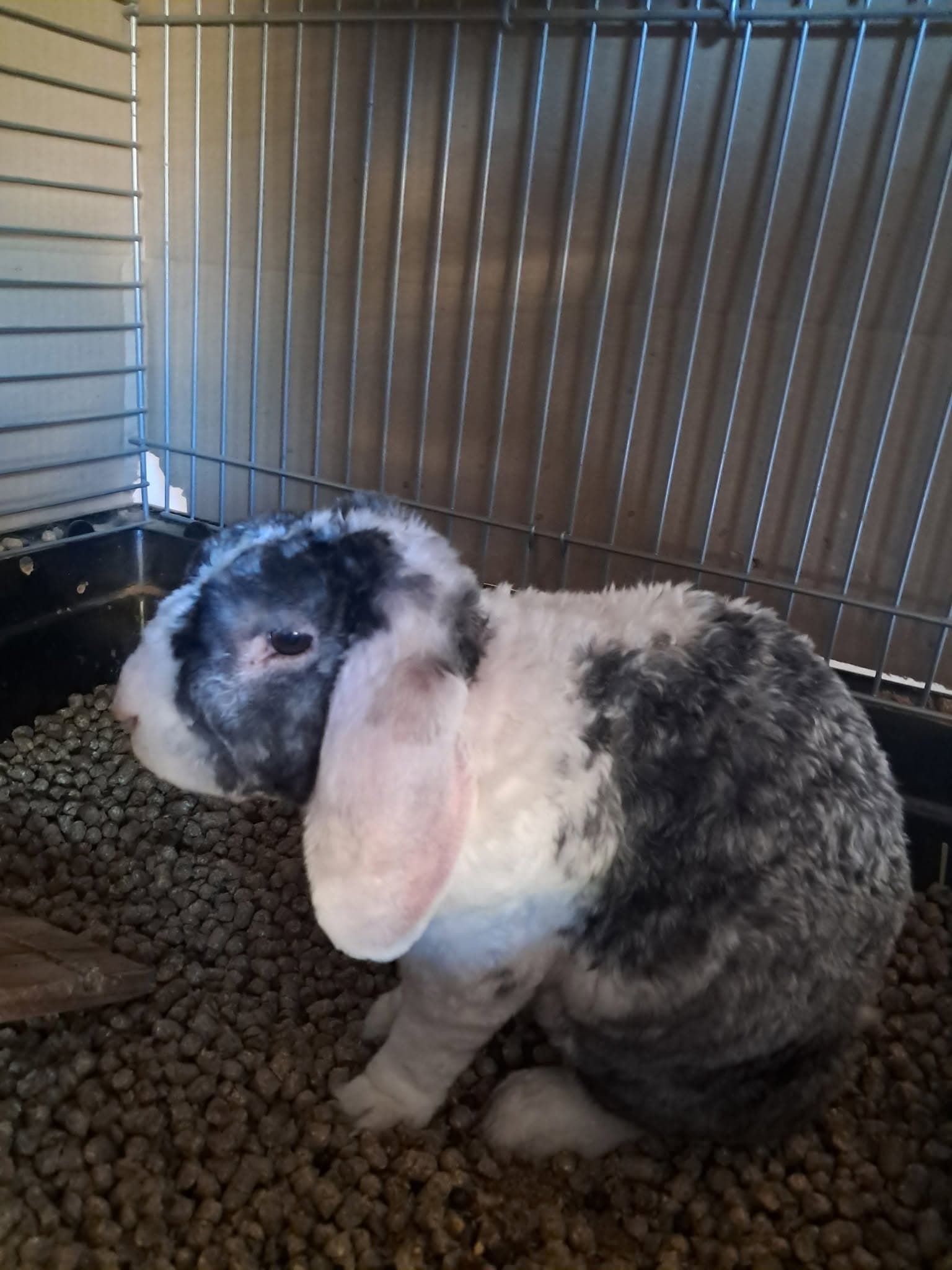 Curly, lapin bélier aux grandes oreilles