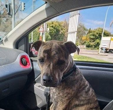 Vagabond, chien bringé au collier noir, prenant la pose