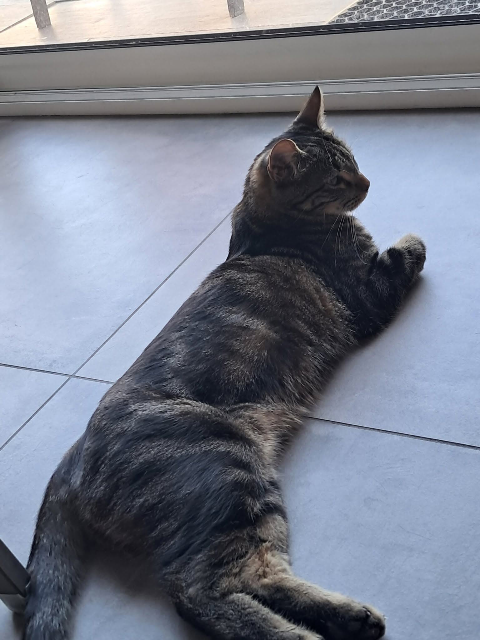 Vaiana, chatte tigrée allongée près d'une baie vitrée